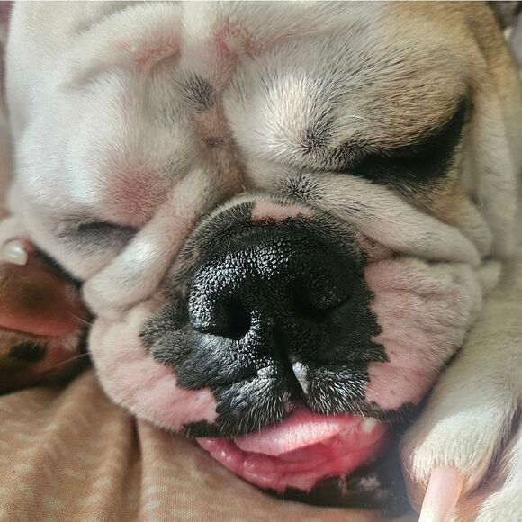 All Natural Nose Butter for Dogs - .85 oz - Picture 3 of 3